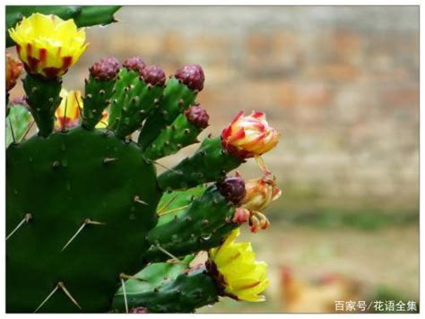 仙人掌開花意義|仙人掌的花語和象徵寓意，你都瞭解嗎？